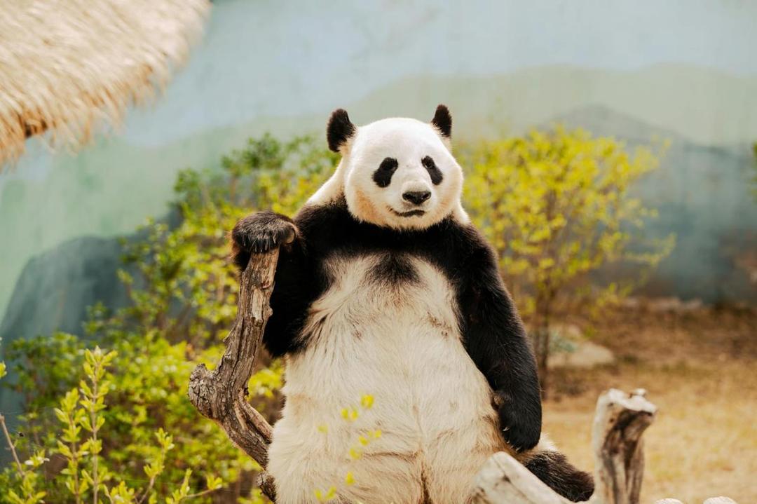 Kenapa Panda Dianggap Sebagai Wajah China yang Ramah? Ini Alasannya!